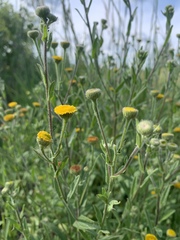 Pulicaria scabra