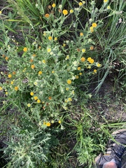 Pulicaria scabra