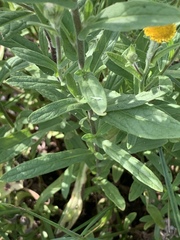Pulicaria scabra