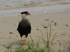 Caracara