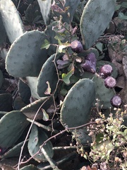 Opuntia tunoidea