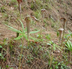Arisaema erubescens