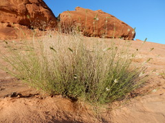 Dalea candida oligophylla