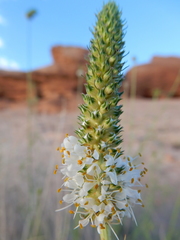 Dalea candida oligophylla