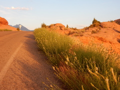 Dalea candida oligophylla