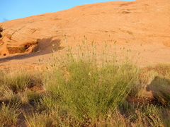 Dalea candida oligophylla
