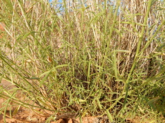 Dalea candida oligophylla