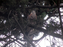 Garrulus glandarius iphigenia