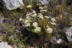 Brunia paleacea