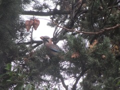 Garrulus glandarius iphigenia