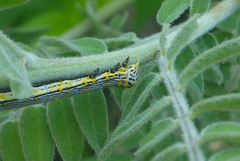 Catocala amestris