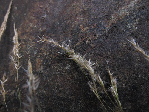 Agrostis emirnensis