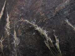 Agrostis emirnensis image