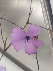 Eudianthe coeli-rosa