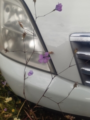 Eudianthe coeli-rosa