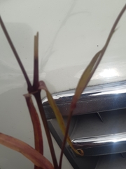 Eudianthe coeli-rosa