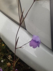 Eudianthe coeli-rosa