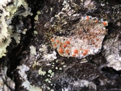 Ramboldia gowardiana