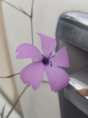 Eudianthe coeli-rosa