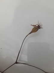 Eudianthe coeli-rosa