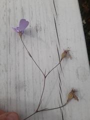 Eudianthe coeli-rosa