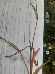 Eudianthe coeli-rosa