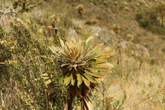 Espeletia guacharaca
