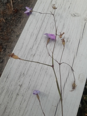 Eudianthe coeli-rosa