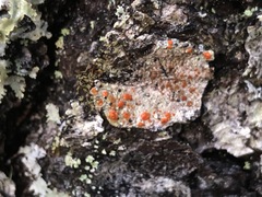 Ramboldia gowardiana