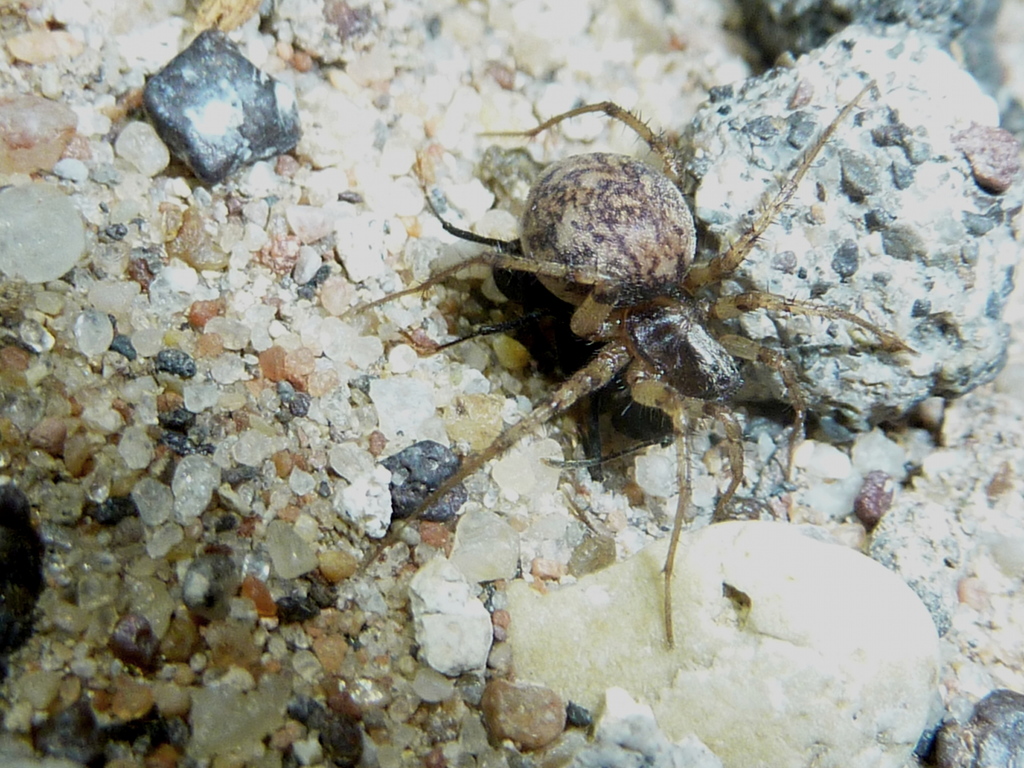 Leprolochus birabeni