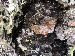 Ramboldia gowardiana