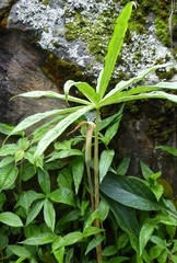Arisaema erubescens