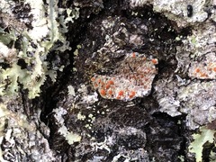 Ramboldia gowardiana