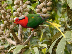 Charmosyna papou goliathina