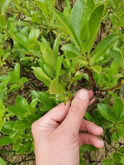 Traversia baccharoides