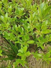 Traversia baccharoides
