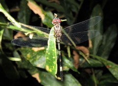 Dythemis sterilis