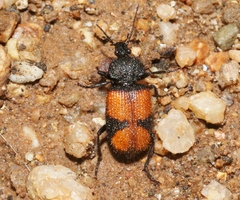 Panagaeus sallei