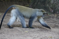Cercopithecus mitis erythrarchus