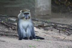 Cercopithecus mitis erythrarchus