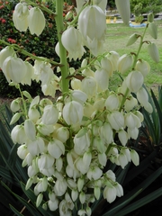 Yucca