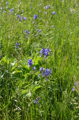 Polemonium caucasicum