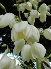 Yucca