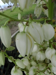 Yucca