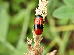 Clytra laeviuscula