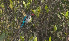 Halcyon senegalensis
