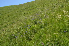 Polemonium caucasicum