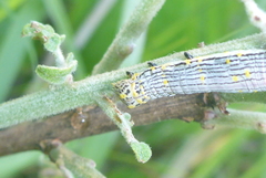 Catocala amestris