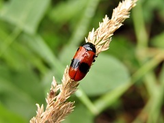 Clytra laeviuscula