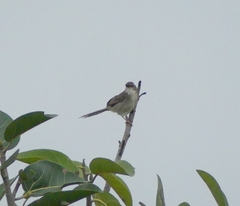 Prinia hodgsonii